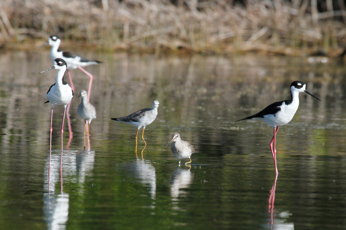 Short-billed Dowitcher