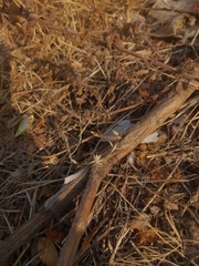 Schizocephala bicornis