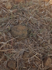 Indigofera linifolia
