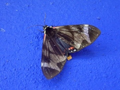 Dysschema leucophaea