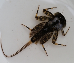 Ecdyonurus torrentis