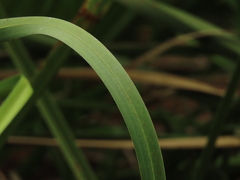 Cladium mariscus mariscus
