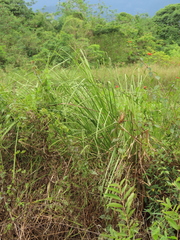 Cladium mariscus mariscus
