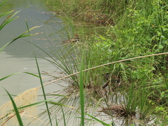 Cladium mariscus mariscus