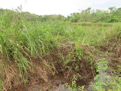 Cladium mariscus mariscus