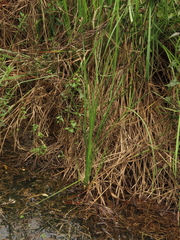 Cladium mariscus mariscus