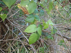 Toxicodendron radicans image