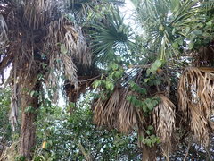 Dalbergia ecastaphyllum