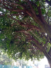 Ficus elastica