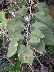 Dalbergia ecastaphyllum