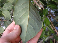 Dalbergia ecastaphyllum