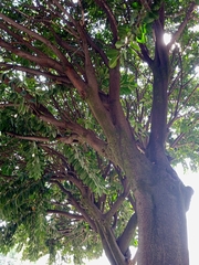 Ficus elastica