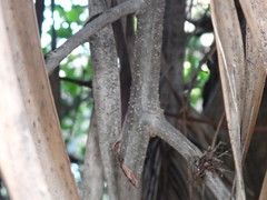 Dalbergia ecastaphyllum