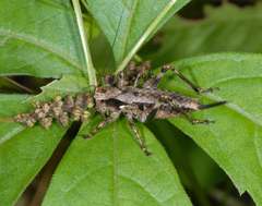 Atlanticus monticola