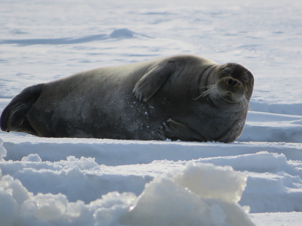 Large bearded seal resting on snow and ice with its head raised
