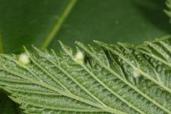Dasineura ulmaria