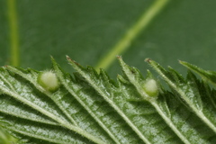 Dasineura ulmaria