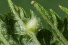 Dasineura ulmaria