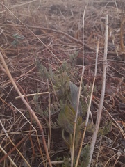 Andrographis echioides