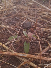 Ipomoea eriocarpa
