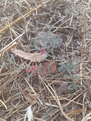 Indigofera linifolia
