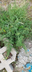 Foeniculum vulgare