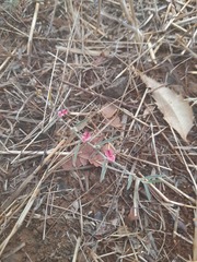 Indigofera linifolia