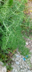 Foeniculum vulgare