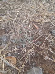 Indigofera linifolia