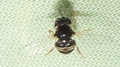 Paragus borbonicus