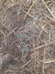 Indigofera linifolia