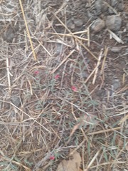 Indigofera linifolia