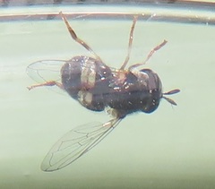 Paragus borbonicus