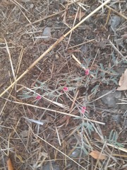 Indigofera linifolia