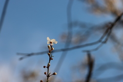 Prunus cerasifera