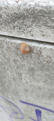 Cornu aspersum