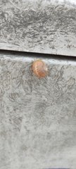 Cornu aspersum