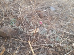 Indigofera linifolia