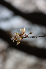 Prunus cerasifera
