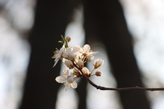 Prunus cerasifera