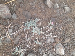 Indigofera linifolia