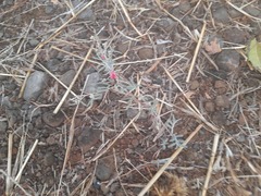 Indigofera linifolia