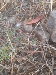 Indigofera linifolia