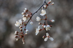 Prunus cerasifera