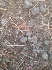 Indigofera linifolia