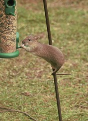 Rattus norvegicus