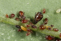 Aphidoletes