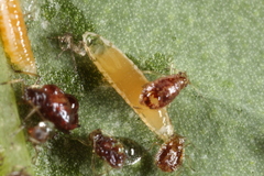 Aphidoletes