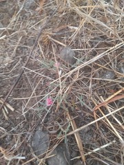 Indigofera linifolia