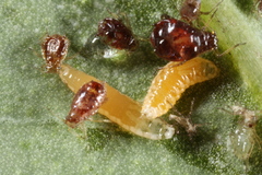 Aphidoletes